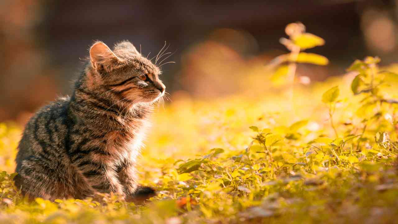 I gatti sono una "specie invasiva aliena