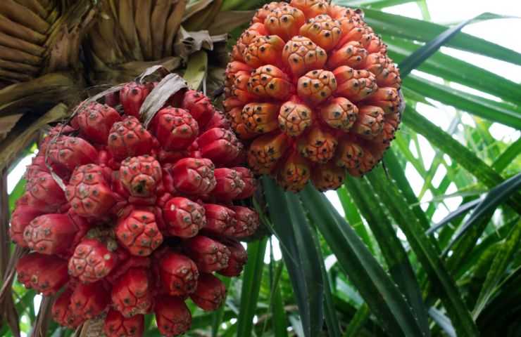 frutto tropicale Hala