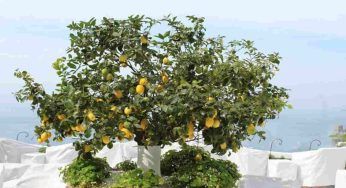 Albero di limoni in vaso, guida facile alla coltivazione