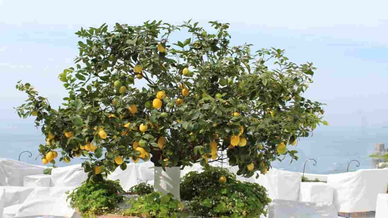 Albero di limoni in vaso