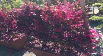 Loropetalum, i fiori cinesi incantano gli appassionati: come coltivarla