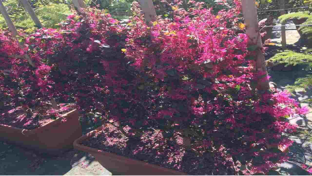 Loropetalum, i fiori cinesi incantano gli appassionati