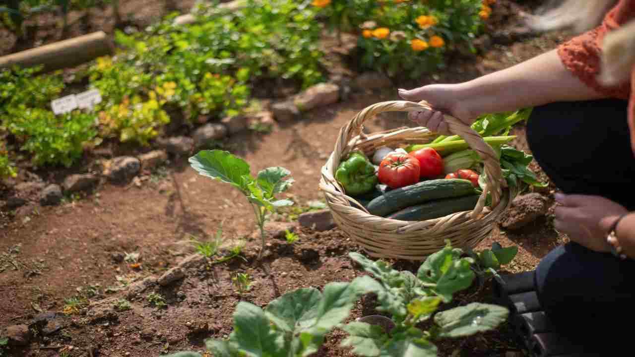 Orto di settembre