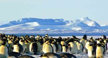 10.000 pinguini sono morti a causa del cambiamento climatico, è una catastrofe