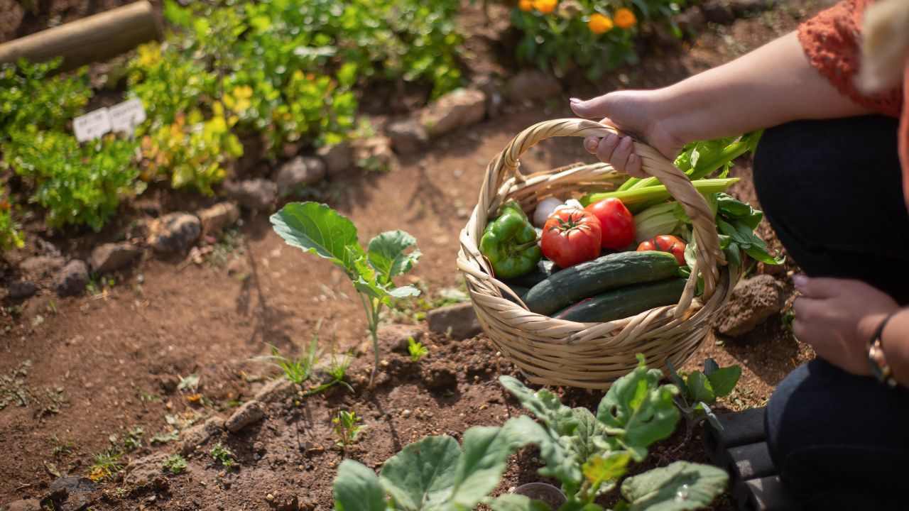 Aumentare produzione orto consigli