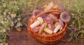 I funghi commestibili nel mese di settembre, la lista completa