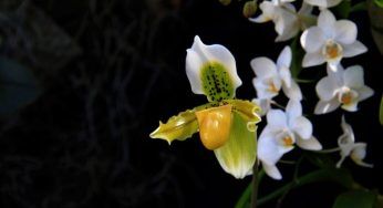 Scarpetta di Venere, la straordinaria orchidea a rischio di estinzione