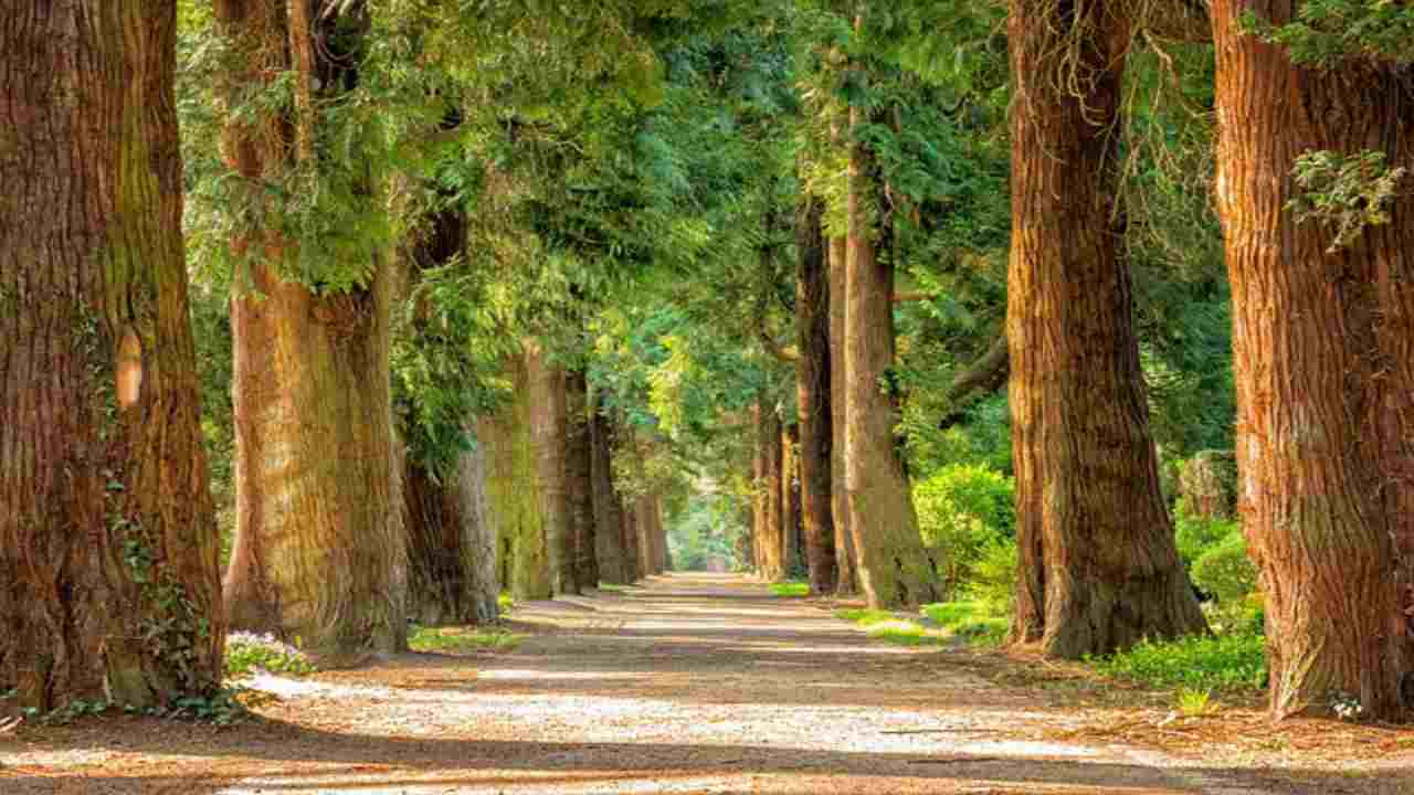 Gli alberi adatti al tuo giardino