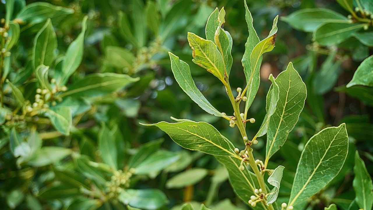 albero alloro cura