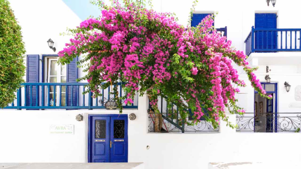 bougainvillea come farla fiorire