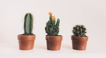 Cactus da interno, i più belli da mettere in tutte le stanze