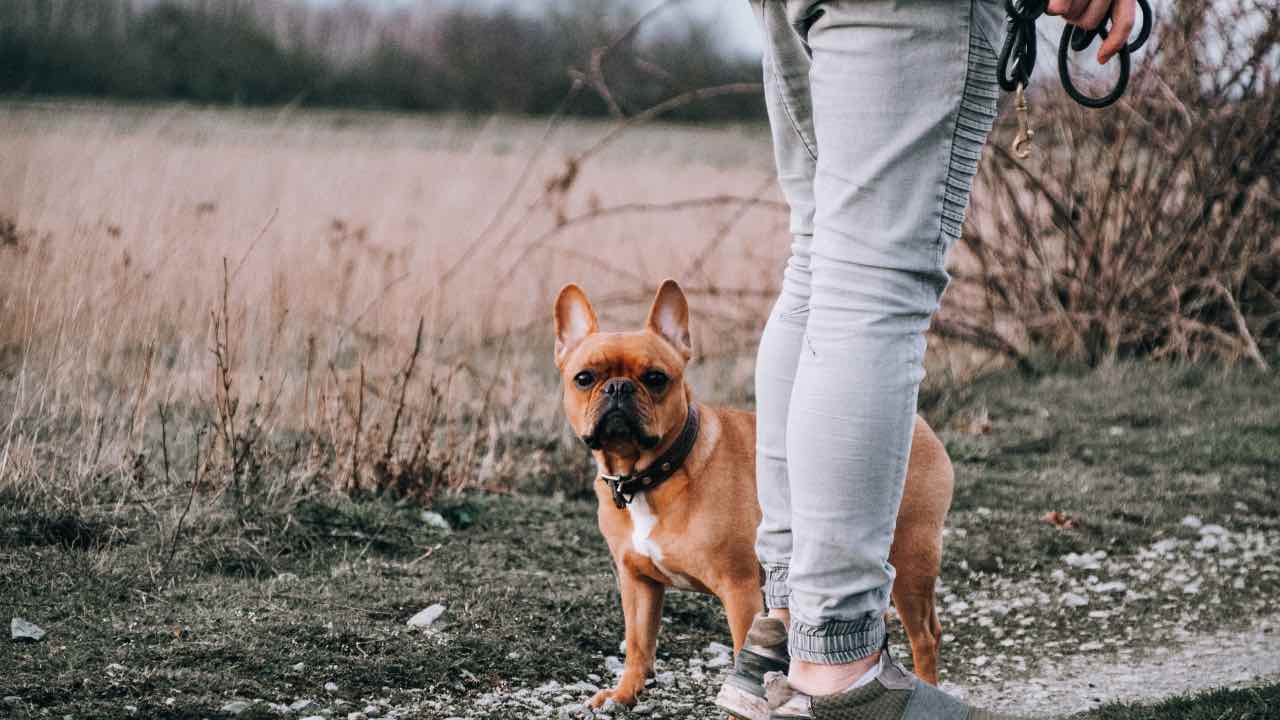 cane passeggiate consigli