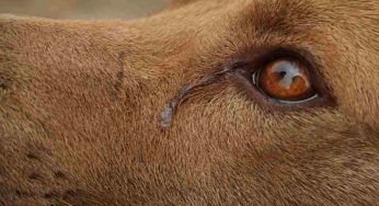 I cani piangono di felicità, lo studio confermato dagli scienziati giapponesi