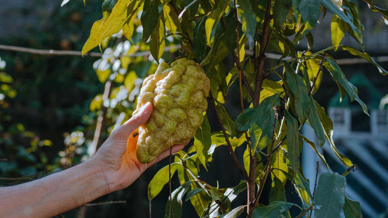 cedro curiosità interessanti