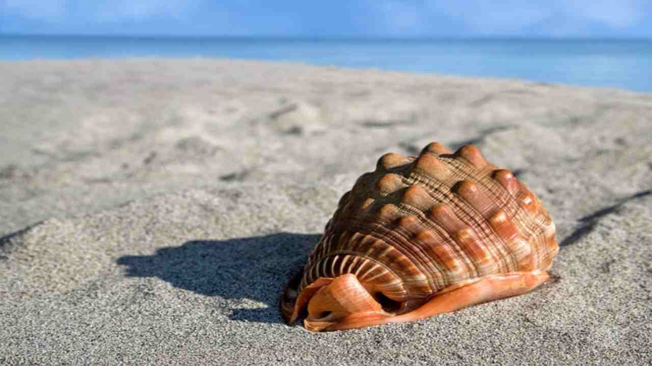 Nelle conchiglie possiamo sentire il rumore del mare