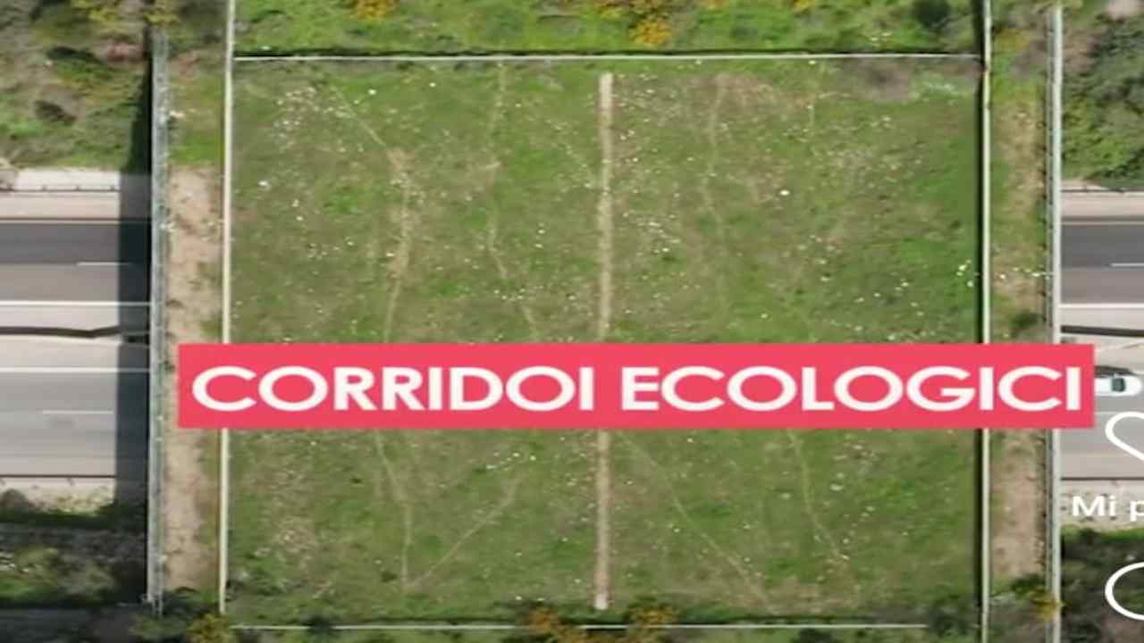 Corridoi ecologici per animali, come funzionano