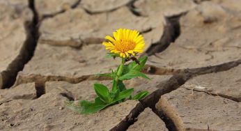 Siccità, cosa piantare per avere un giardino a prova di caldo
