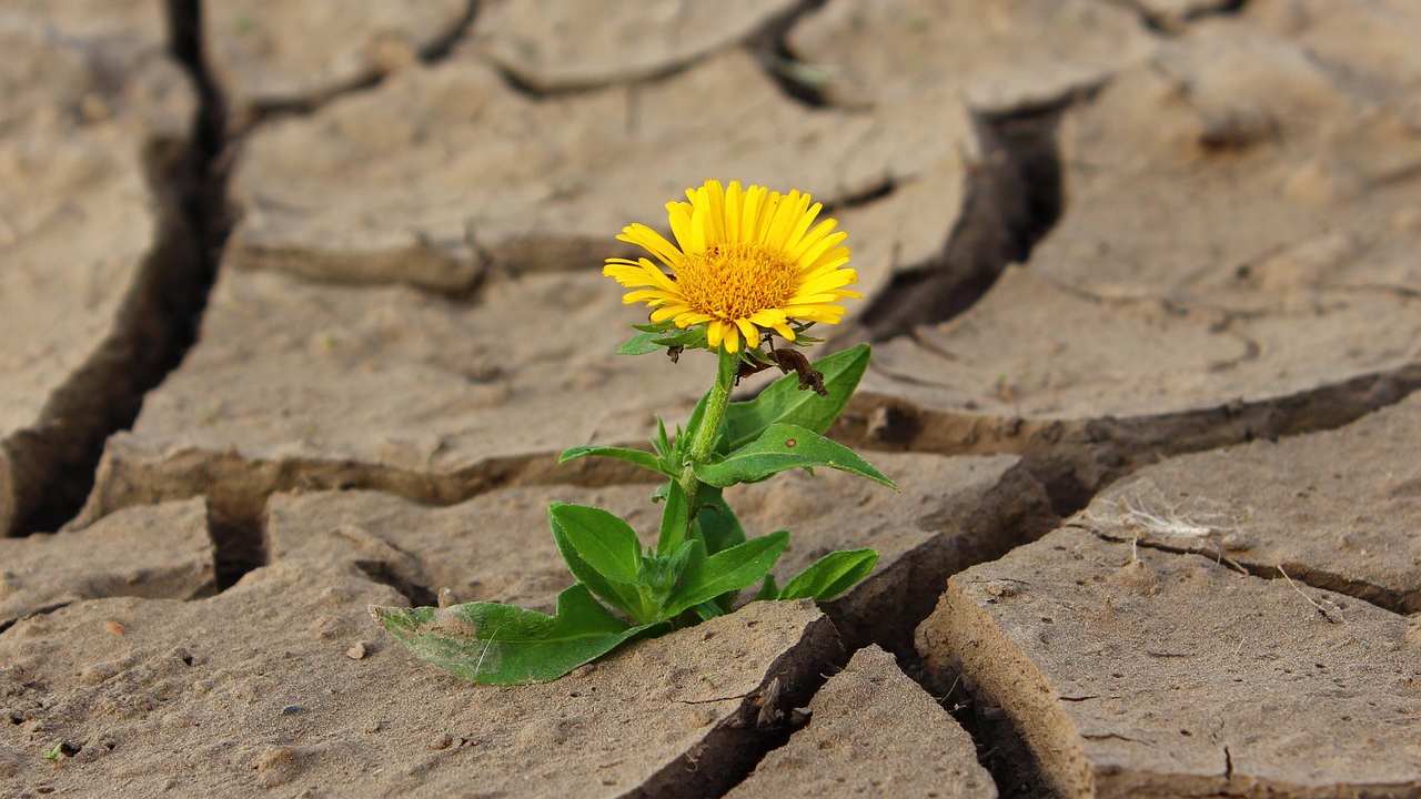 siccità, giardino, piante, afa, pioggia, arido