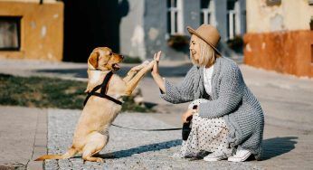 A chi lasciare il cane quando vai in vacanza?