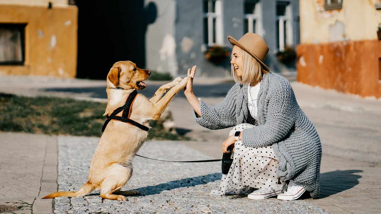 cane,vacanze, pensione, dog sitter, domestici