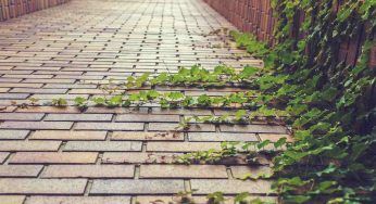 Piante frangivista, quali sono e come adoperarle per creare privacy in giardino e terrazzo