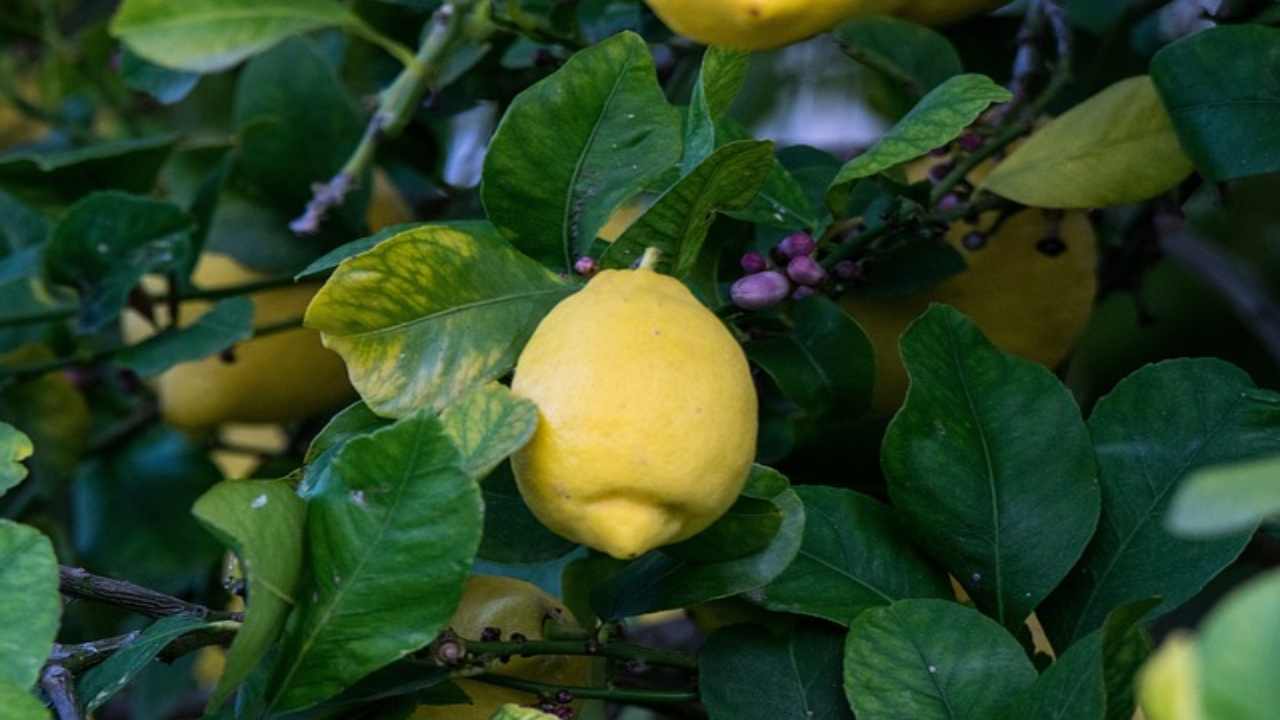 Foglie dei limoni macchiate