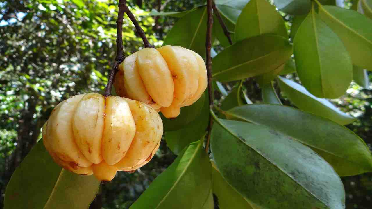 garcinia Cambogia perdere peso