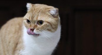 Può costare più di 40 mila euro: è il gatto più costoso al mondo – FOTO