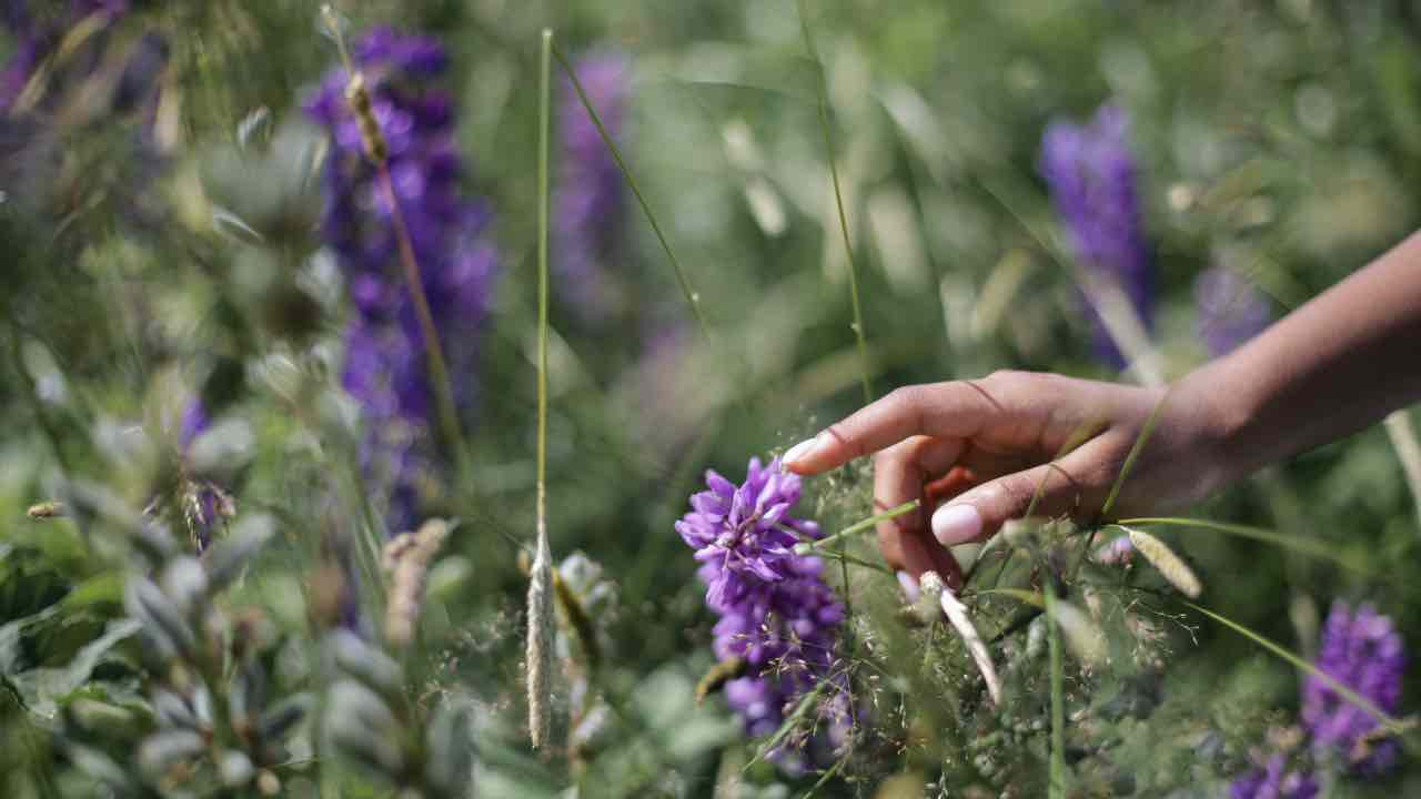 fioritura lupino