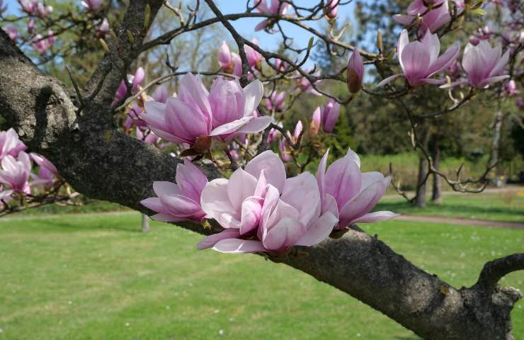 magnolia coltivazione corretta