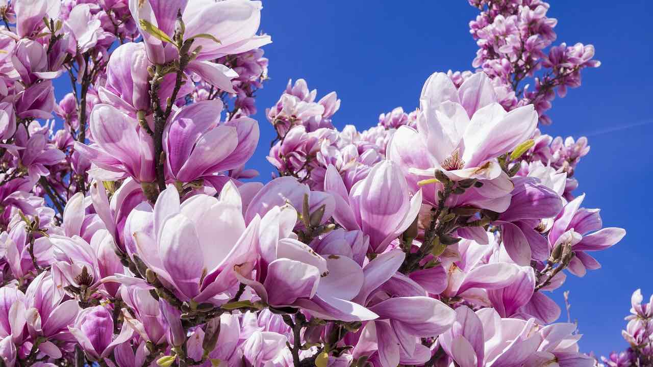 magnolia albero