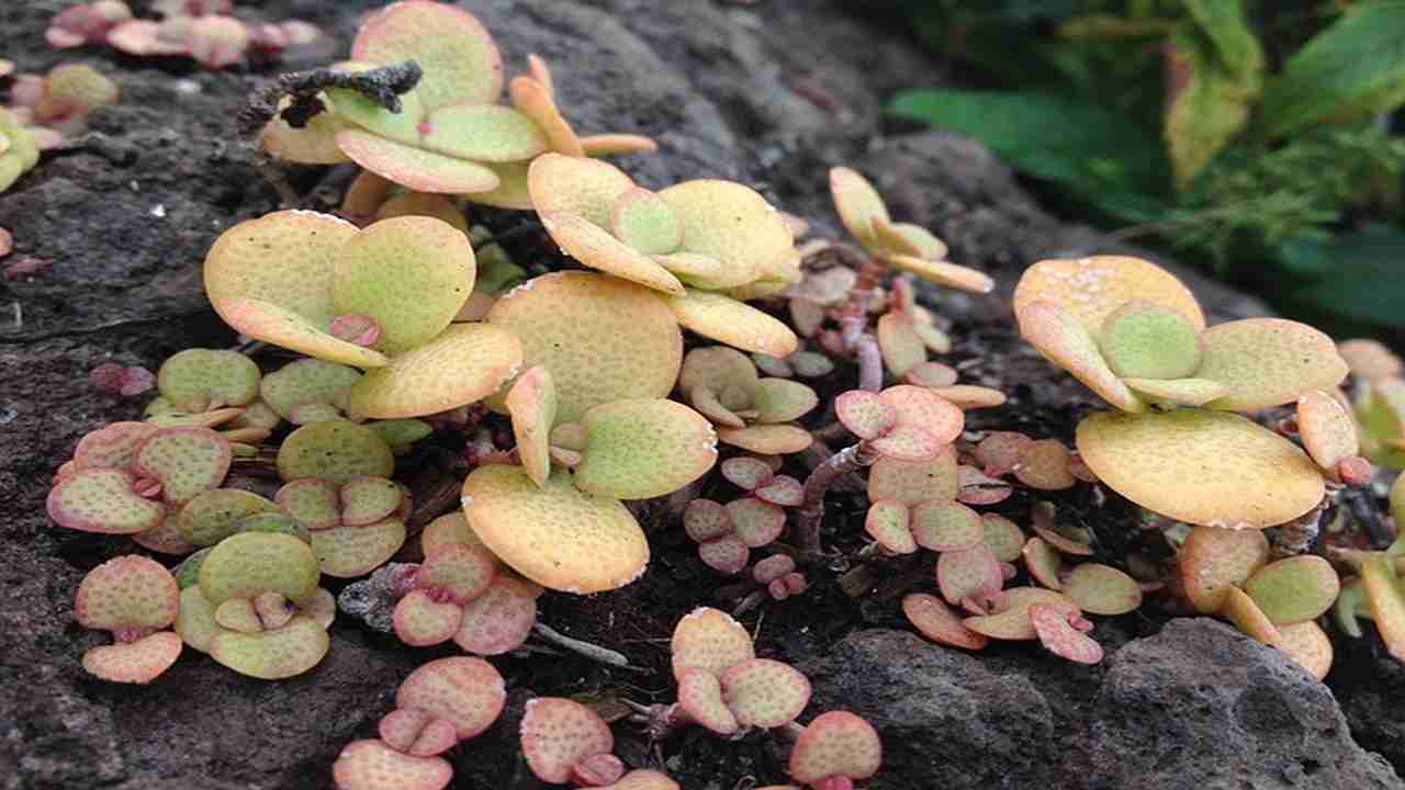 piante foglie cura innaffiare