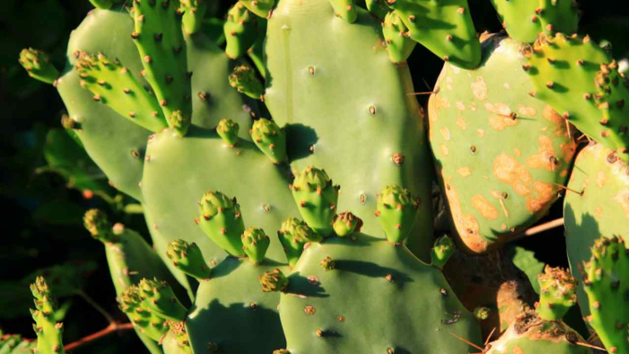 cactus foglie curiosità