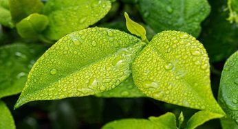 Per ottenere delle ortensie gratis scopriamo come fare