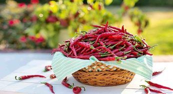 E’ la parte più piccante del peperoncino ma non l’avresti mai detto