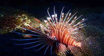 Specie aliene invasive, cosa sono e qual è la soluzione per arrestarle