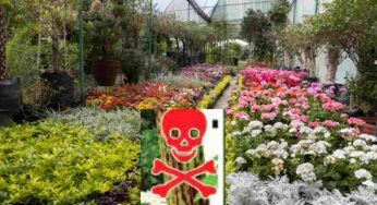 La pianta più velenosa in Italia potresti averla in giardino, sii prudente!