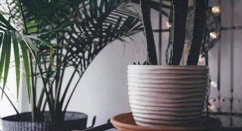 Piante dentro casa, occhio a queste: non sai che effetto fanno…