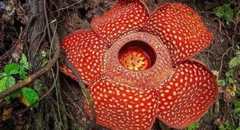 Rafflesia Arnoldii, il fiore cadavere in via d’estinzione