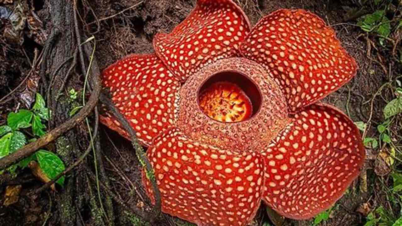 rafflesia arnoldii estinzione