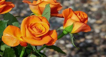 Far sbocciare le rose ad agosto, il trucco incredibile