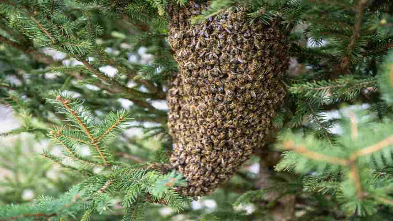 Le api attaccano l'uomo in questi luoghi