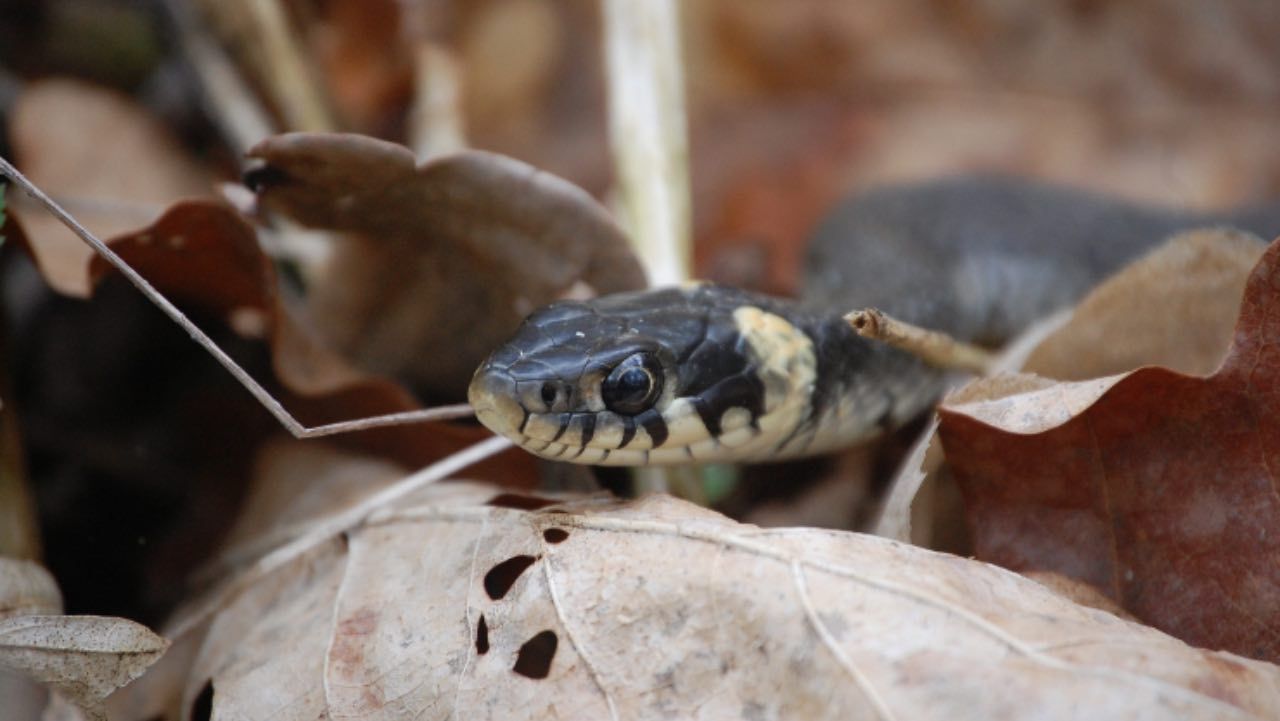 serpenti errori da non fare