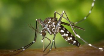 Come scoprire se si è allergico alle punture degli insetti