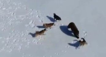 Sono quattro contro un orso: le immagini stanno facendo il giro del web