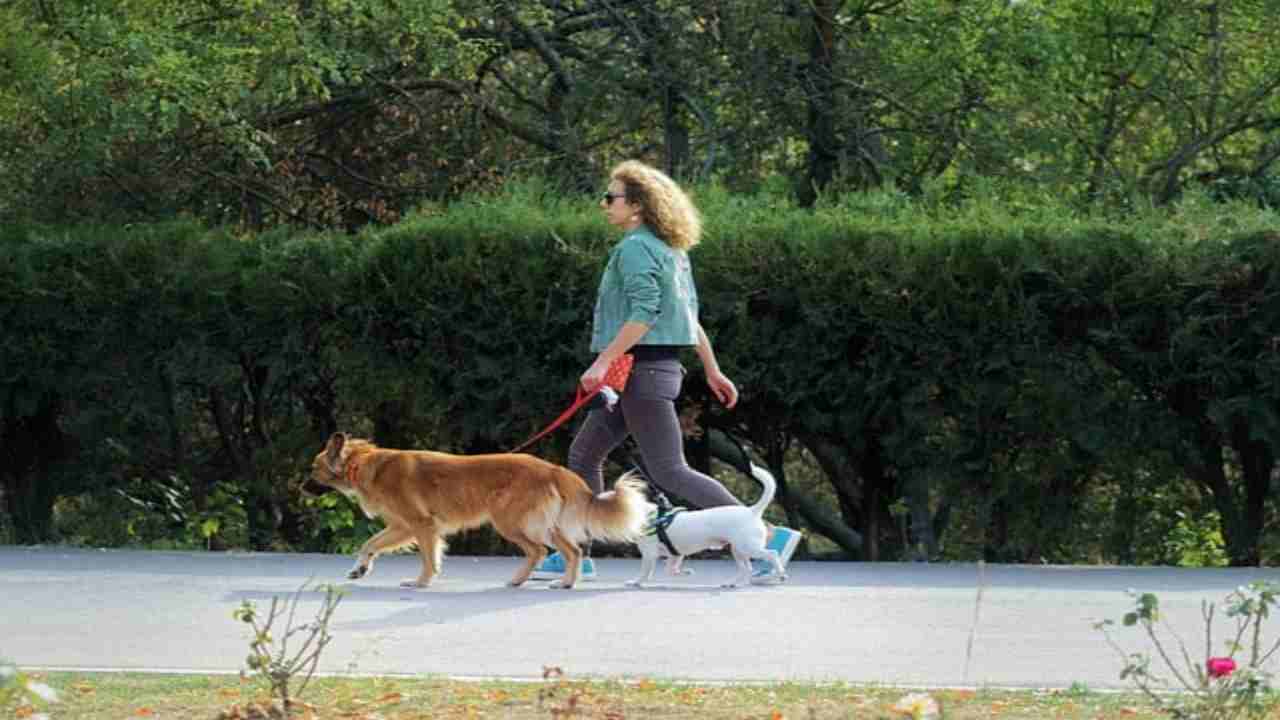 Escrementi e cani, multe per i trasgressori