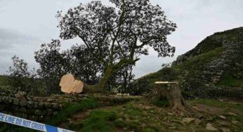 È stato abbattuto l’albero di Robin Hood: un altro crimine contro la natura