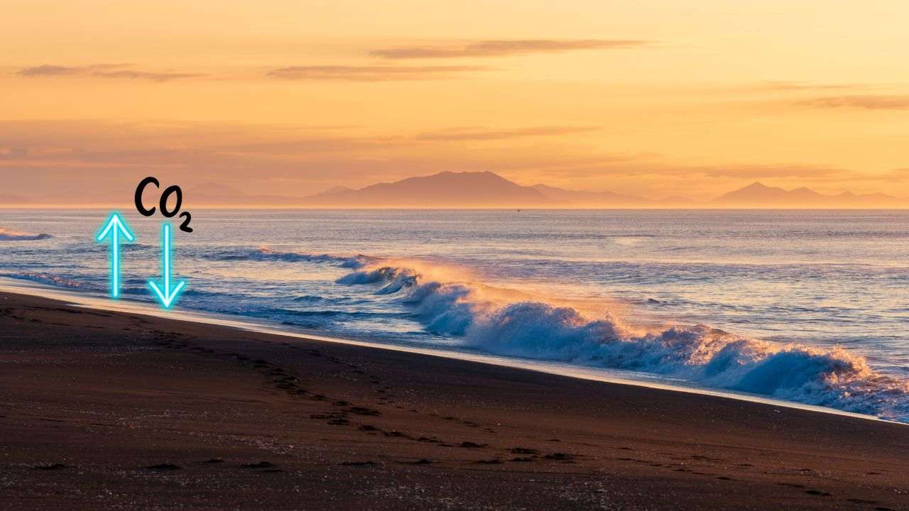 Acidificazione oceani cosa è conseguenze