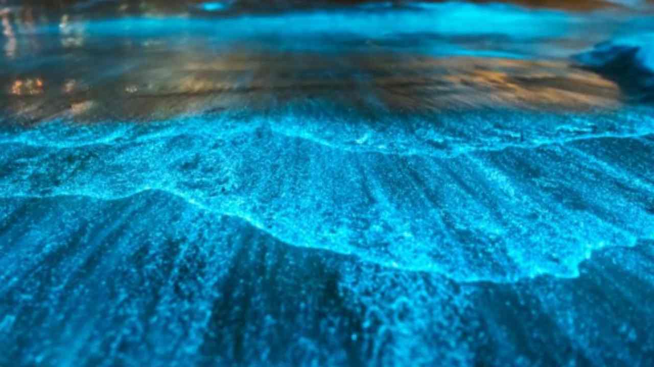 L'acqua è bioluminescente: il fenomeno affascina il web