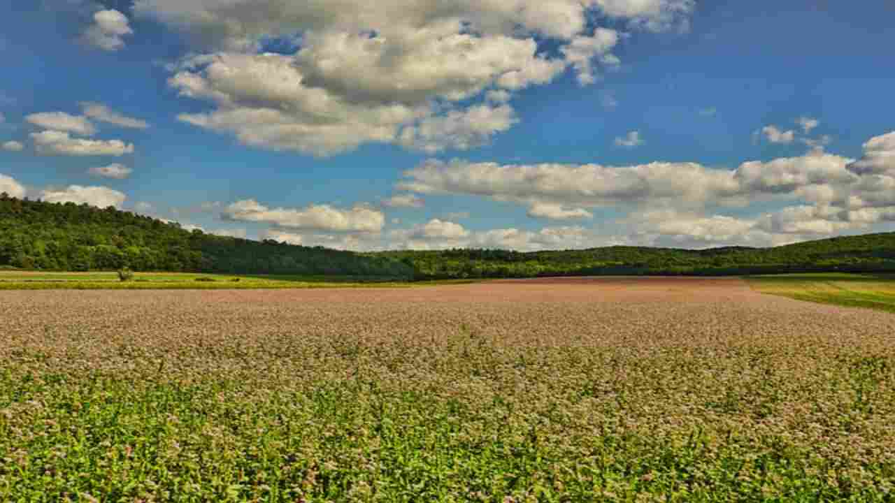 Agricoltura bio VS pesticidi: vanno d'accordo? La verità